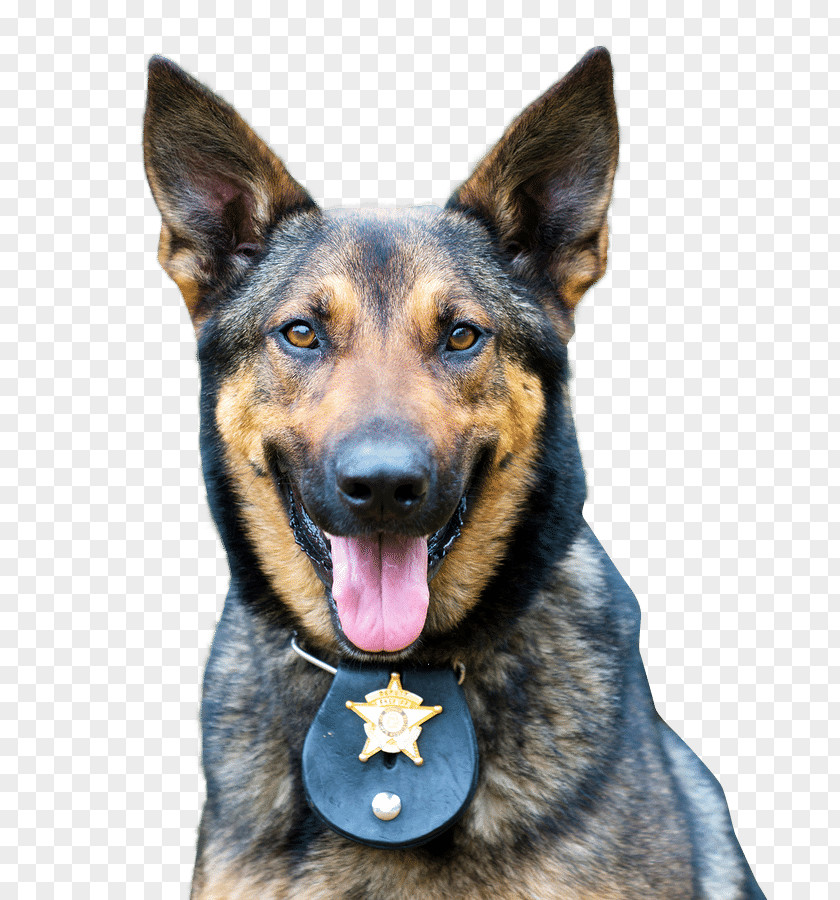 Police German Shepherd Dog Officer Veterinarian PNG