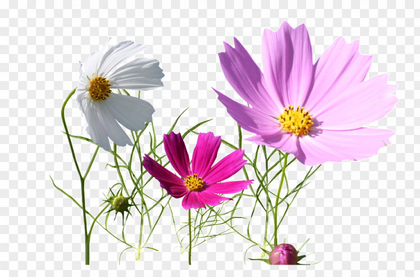 Three Flowers Clear Image Download Vector Graphics PNG