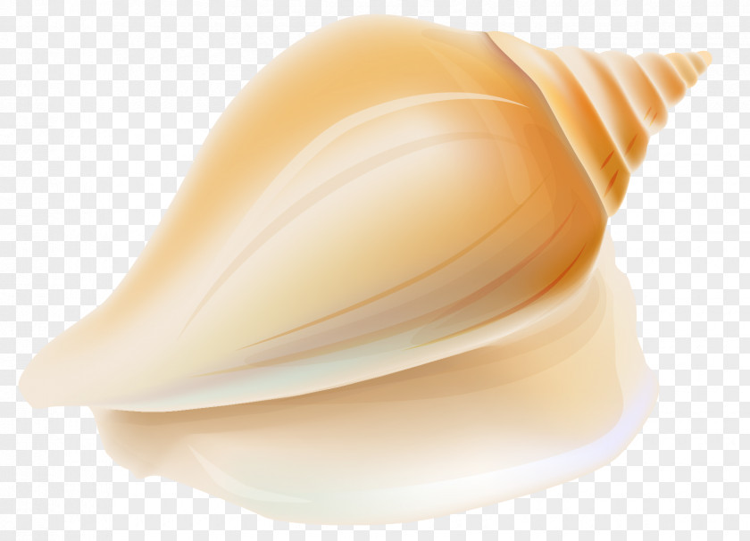 Transparent Seashell Clipart Shankha Conchology PNG