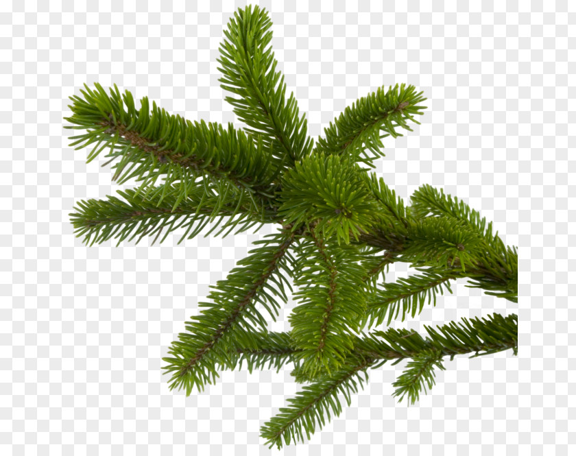 Christmas Fir New Year Spruce PNG