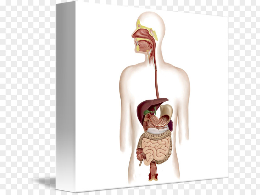 Digestive System Human Digestion Gastrointestinal Tract Anatomy Art PNG