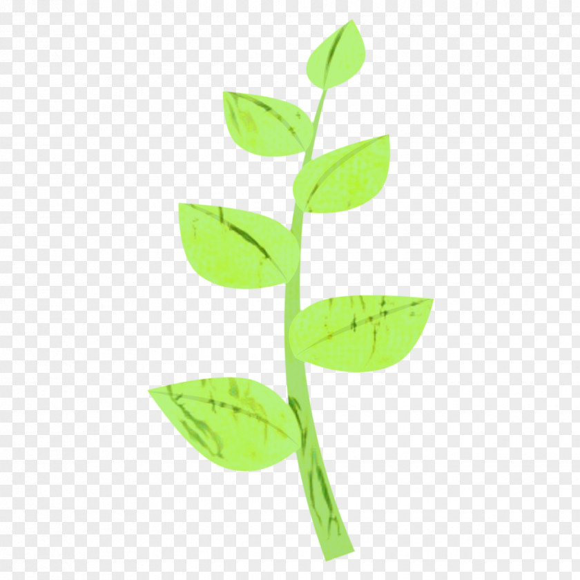 Eucalyptus Hypericum Green Leaf Background PNG