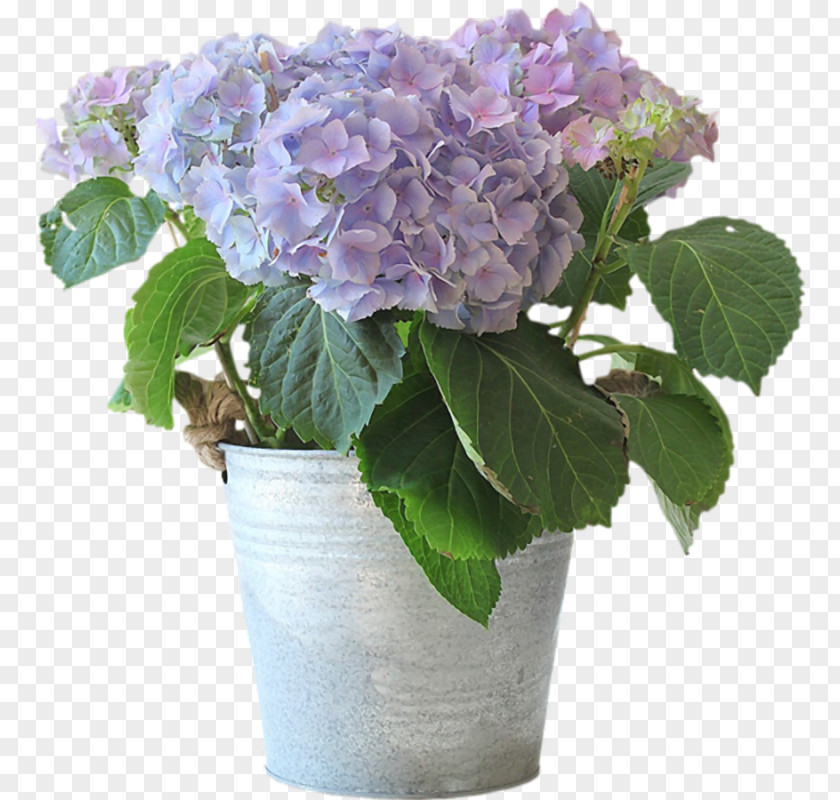 Flower Delivery Floristry Flowerpot Hydrangea PNG