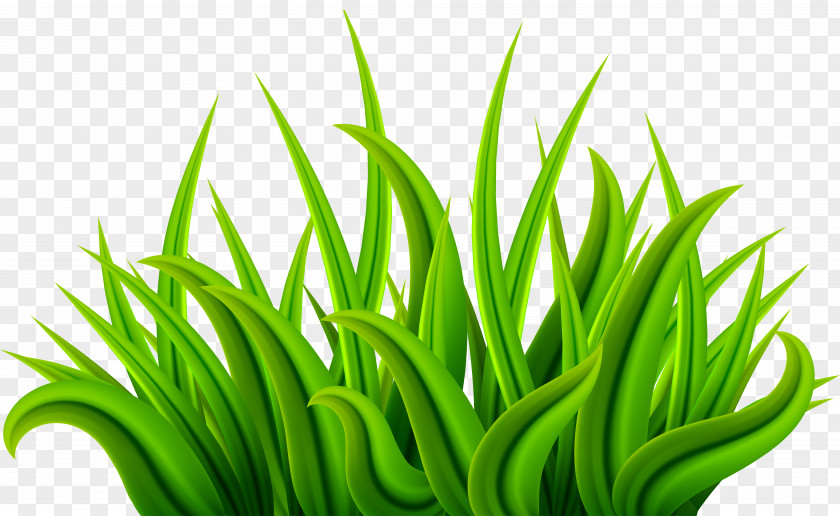 Grass Green Clip Art Image Download PNG