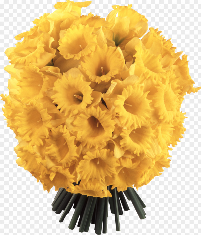 Narcissus Flower Daffodil Desktop Wallpaper PNG