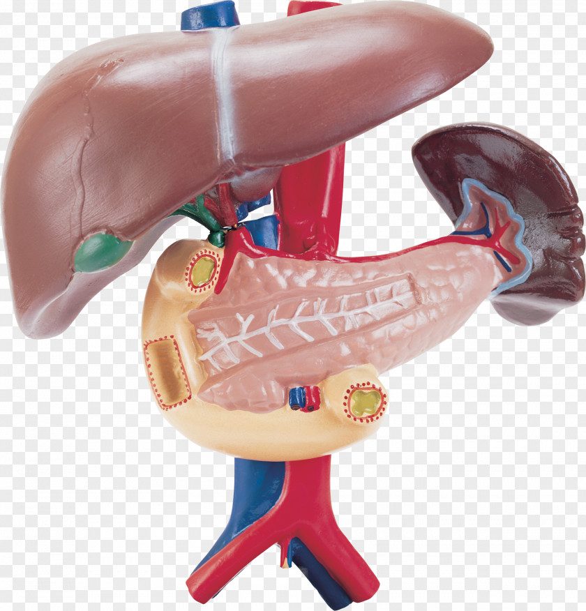 Organs Liver Spleen Duodenum Pancreas Human Body PNG