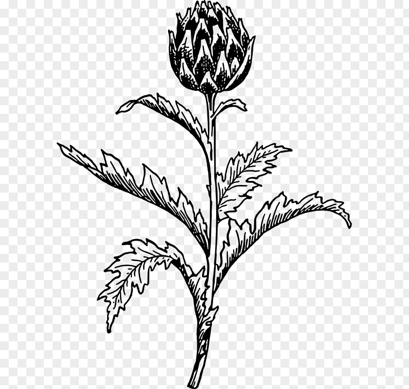 Plant Artichoke Thistle Clip Art PNG