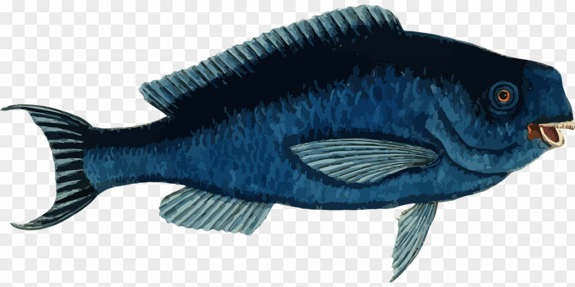 Fish Sea Animal Clip Art PNG