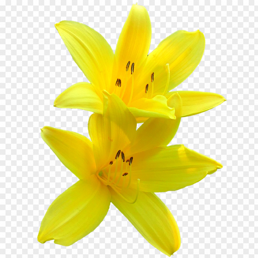 Flower Lilium Yellow Clip Art PNG
