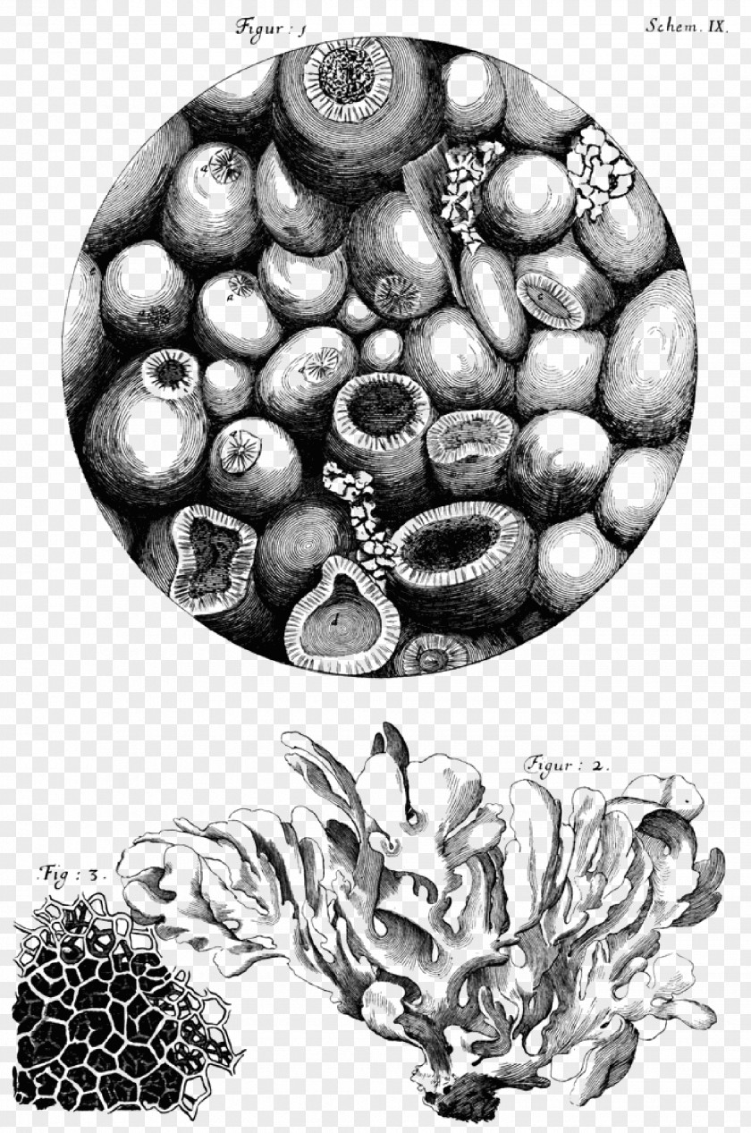 Microscope Micrographia Cell Botanical Illustration Discovery PNG