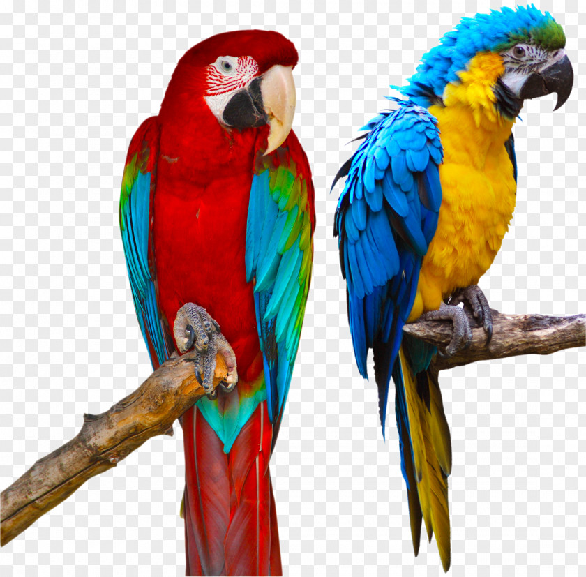 Parrot Blue-and-yellow Macaw Red-and-green Stock Photography PNG