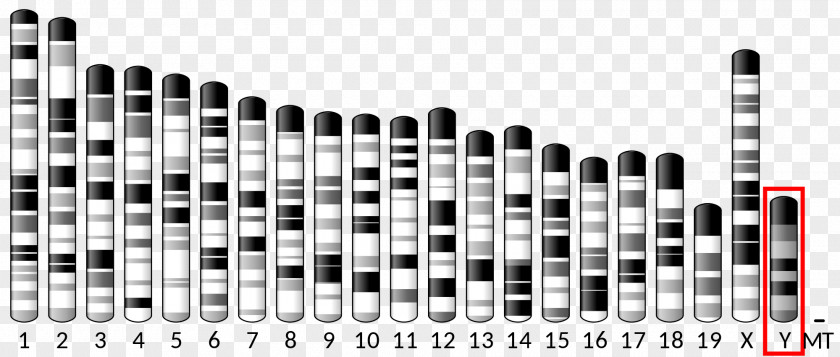 PAX6 X Chromosome Gene Protein PNG