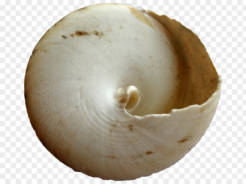 Seashell PNG