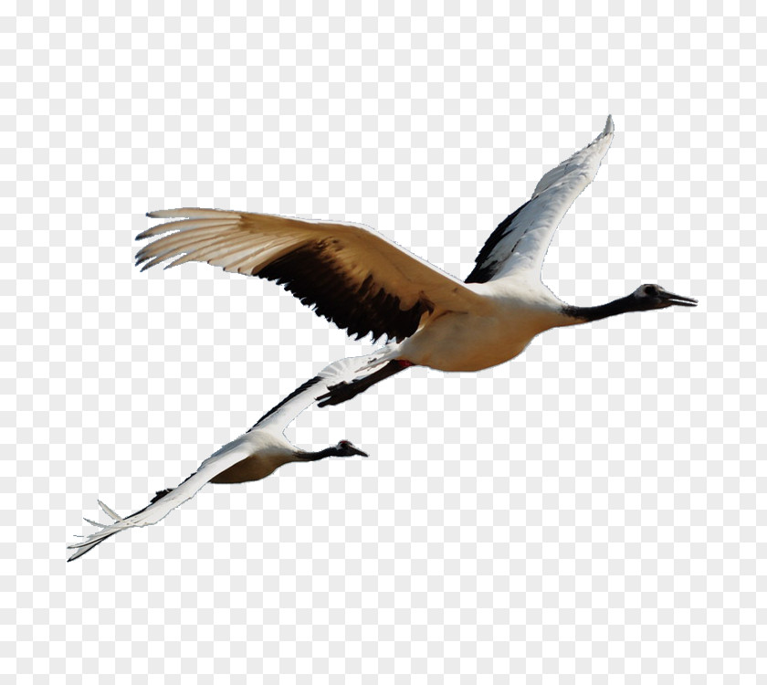 Bird Grey Crowned Crane Red-crowned Clip Art PNG
