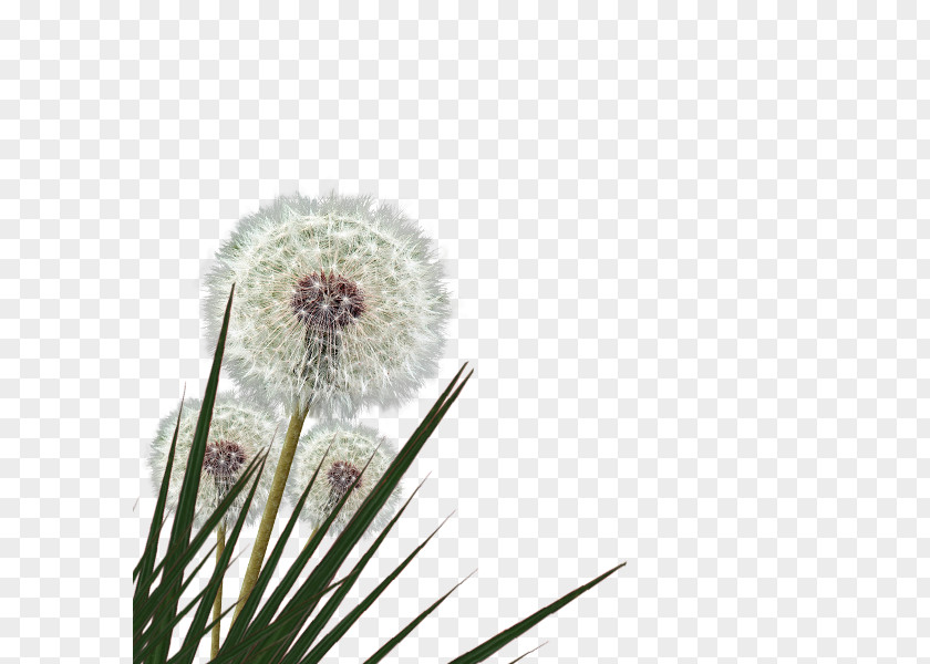 Dandelion Grasses Family PNG