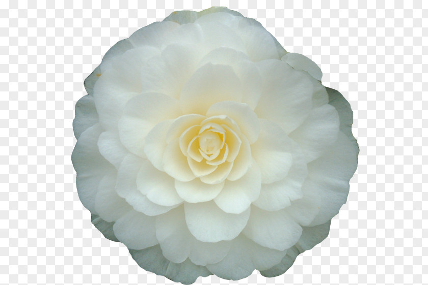 Lady Of The Camellias Rolf Büns Japanese Camellia White Double-flowered Plant PNG