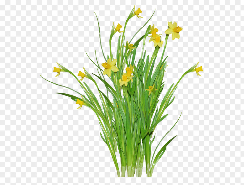 Narcissus Jonquille Flower Daffodil Clip Art PNG