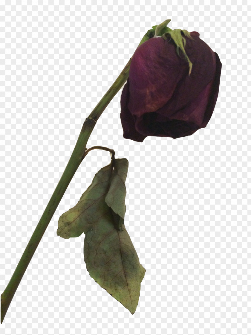 Rose Petals The Covered Death Using Photoshop CS6 PNG