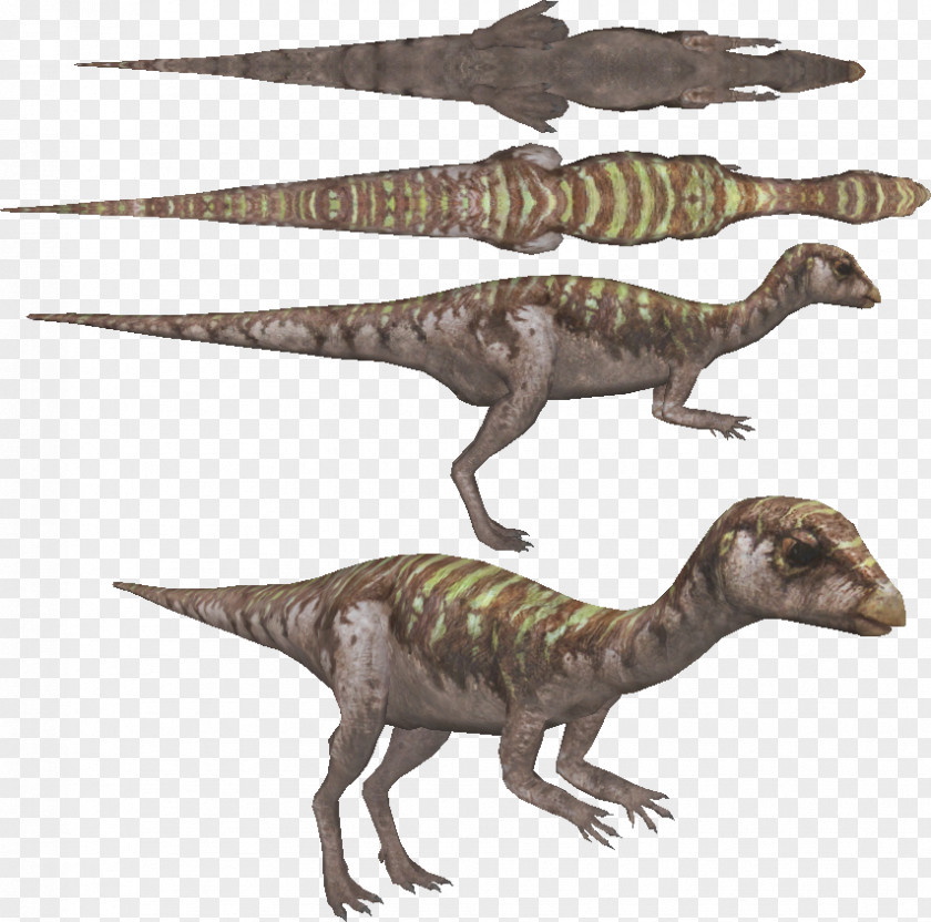 Velociraptor Tyrannosaurus Terrestrial Animal PNG