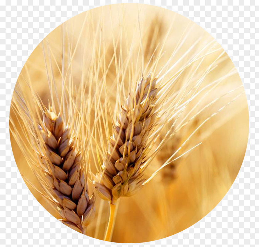 Wheat Cereal Harvest Grain Crop PNG