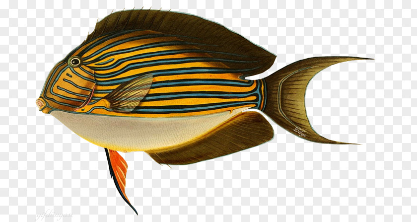 Fishing Baits & Lures Striped Surgeonfish Surf PNG