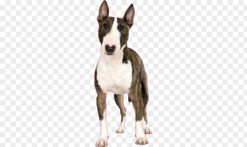 Puppy Miniature Bull Terrier Jack Russell Toy Bulldog PNG