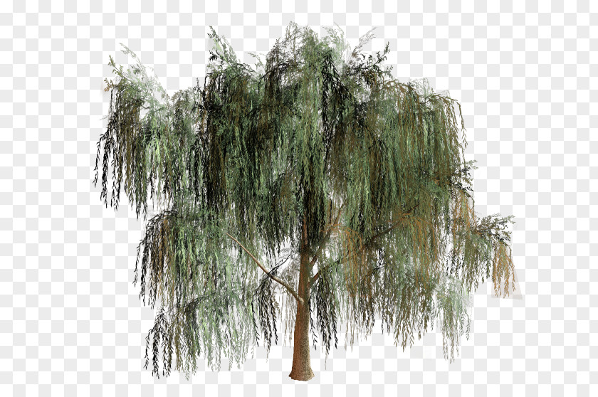 Tree Willow Branch Biome PNG