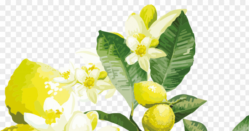 Yellow Aura Readings Lemon Flower Citrus PNG