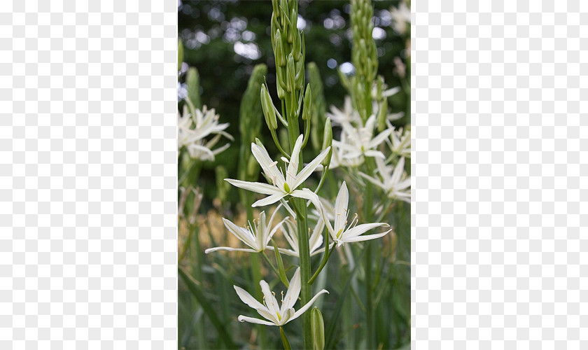 Bulb Ipheion Uniflorum Camas Striped Squill Wild Hyacinth PNG