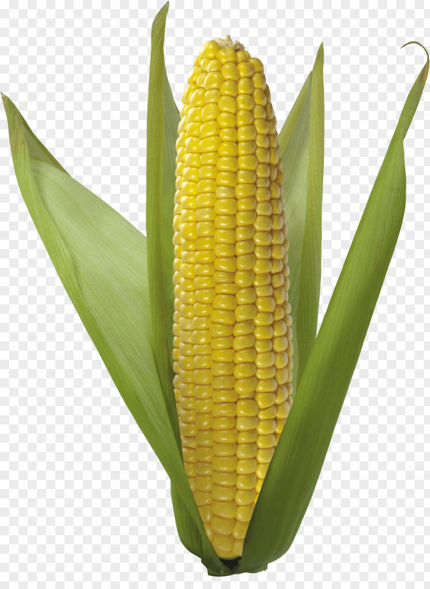 Corn Image On The Cob Popcorn Sweet Flint Corncob PNG