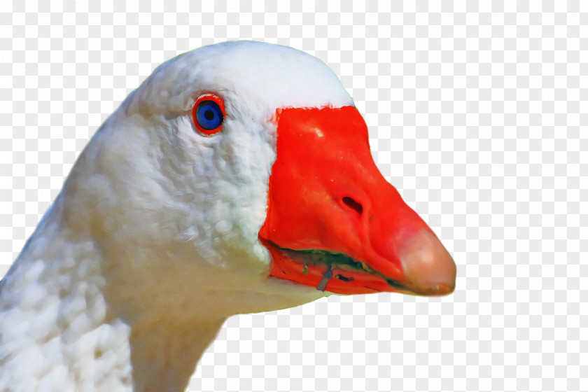 Goose Wild Animal PNG