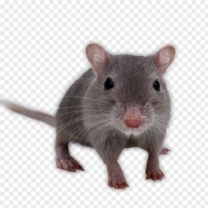 Rat Gerbil Guinea Pig Rodent Mouse PNG