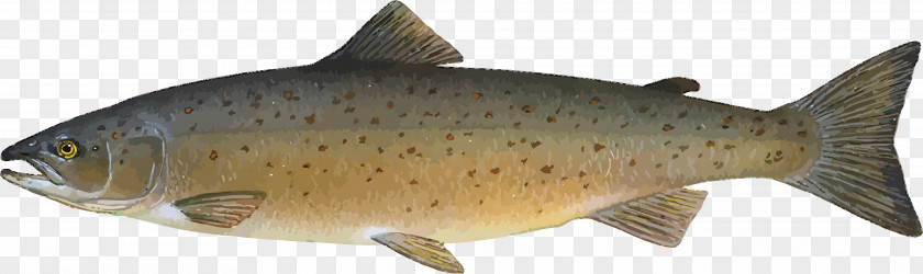 SALMON Atlantic Salmon Sockeye Chum Brown Trout Smoked PNG