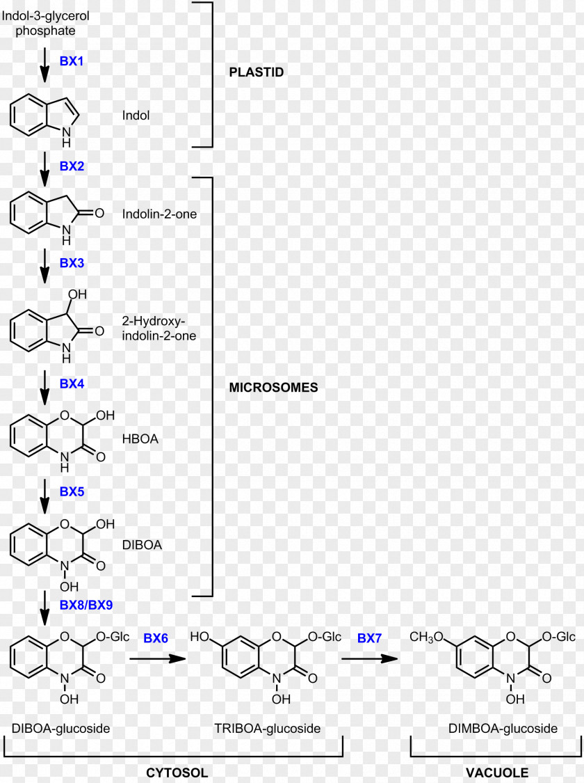 Wheat Benzoxazinone Biosynthesis DIMBOA Line PNG