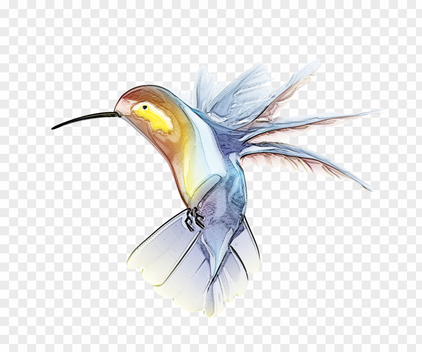 Wing Feather Hummingbird PNG