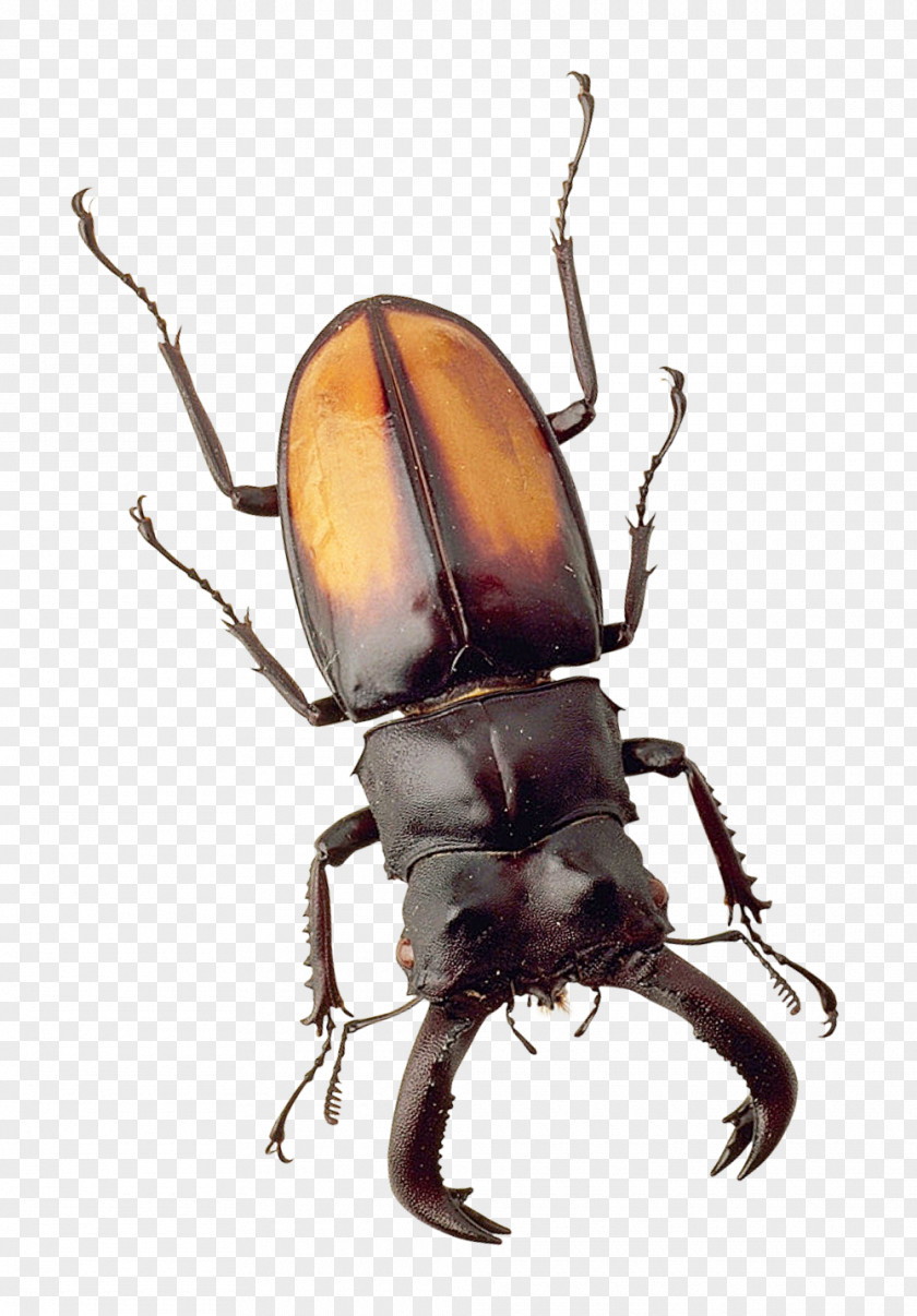 Beetle Japanese Rhinoceros Insect PNG