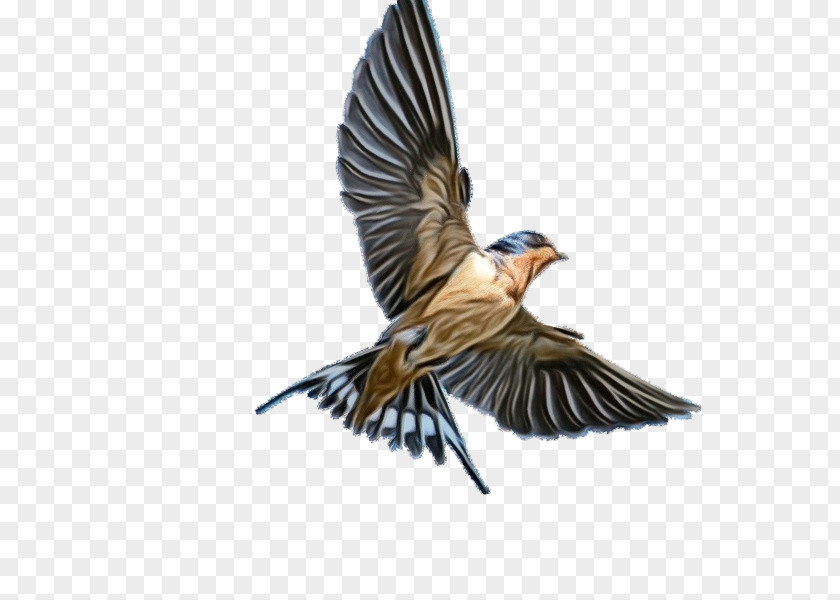 Bird Beak European Swallow Cliff Wing PNG