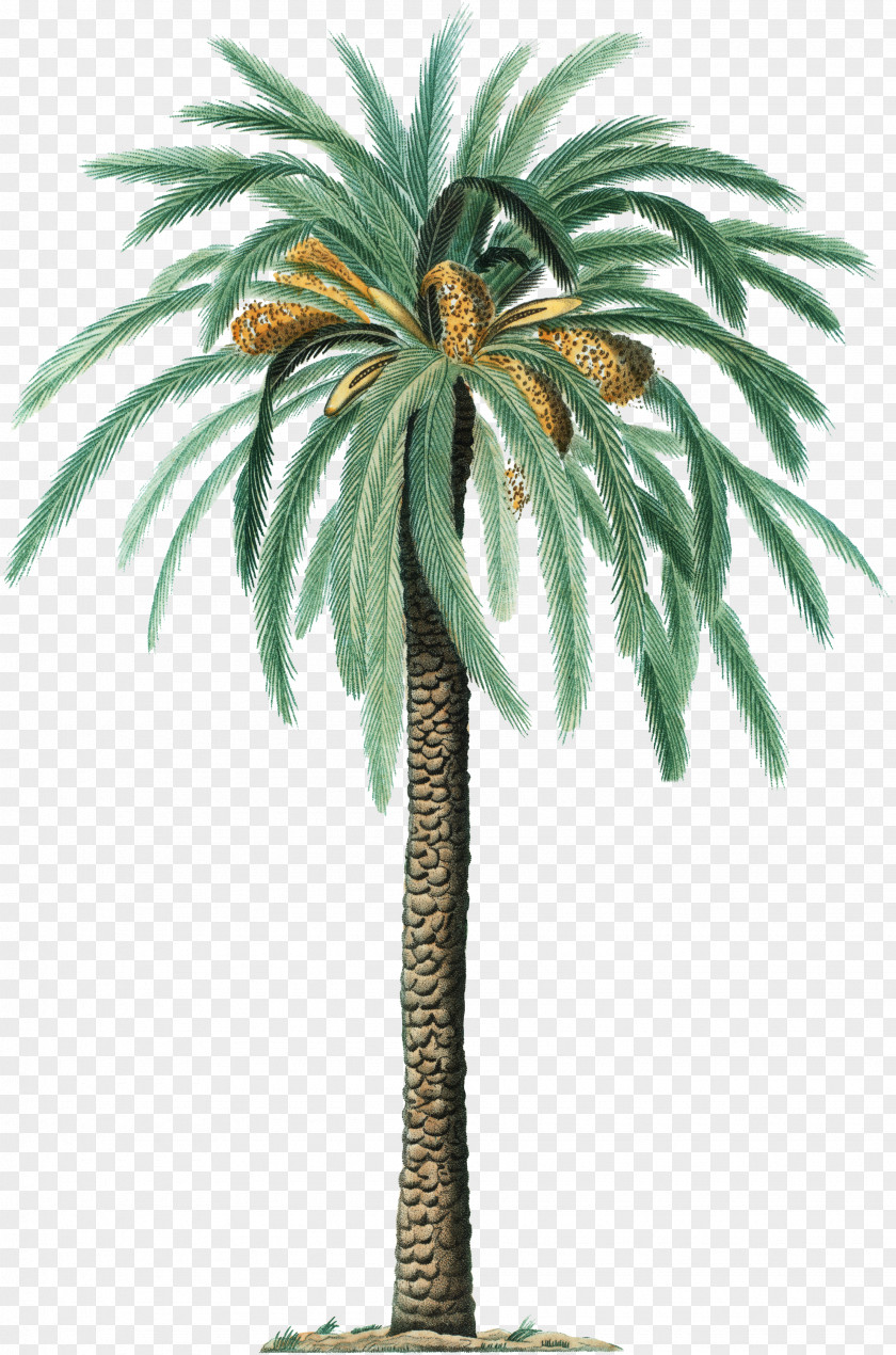 Date Palm Phoenix Canariensis Botany Arecaceae Evergreen PNG