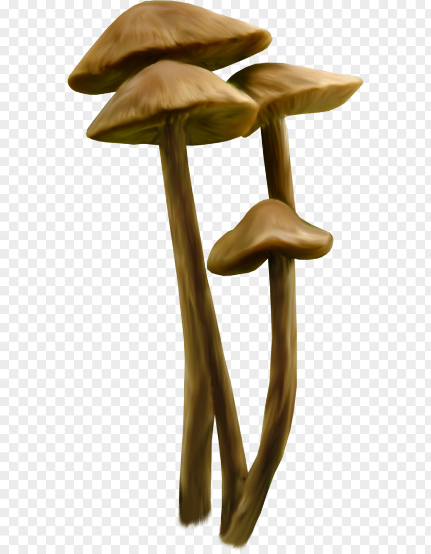 Death Cap Fungus Drawing Clip Art PNG