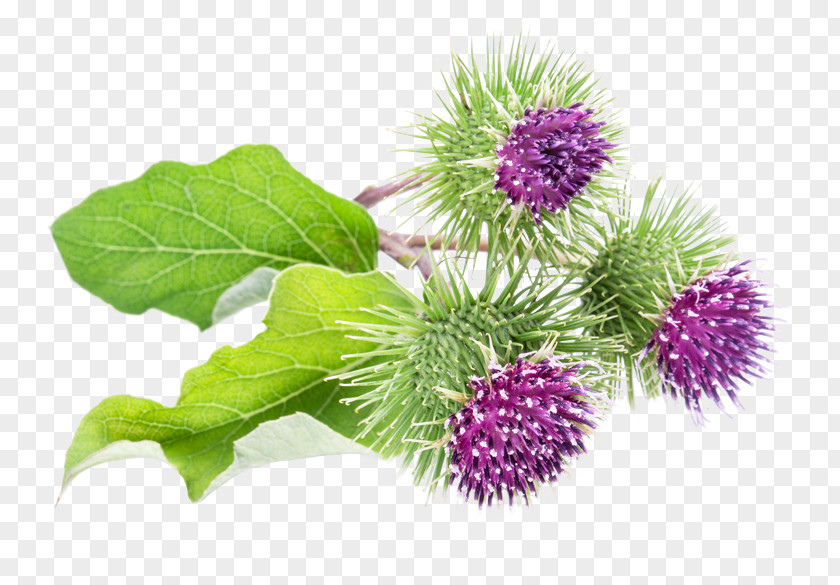 Plants Greater Burdock Milk Thistle Medicinal Flowering Plant PNG