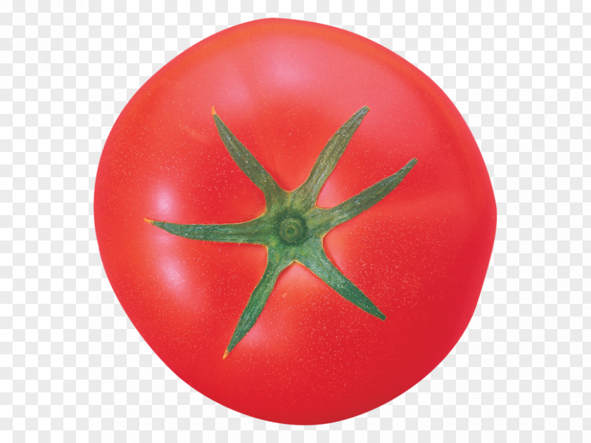Tomato Orange S.A. PNG