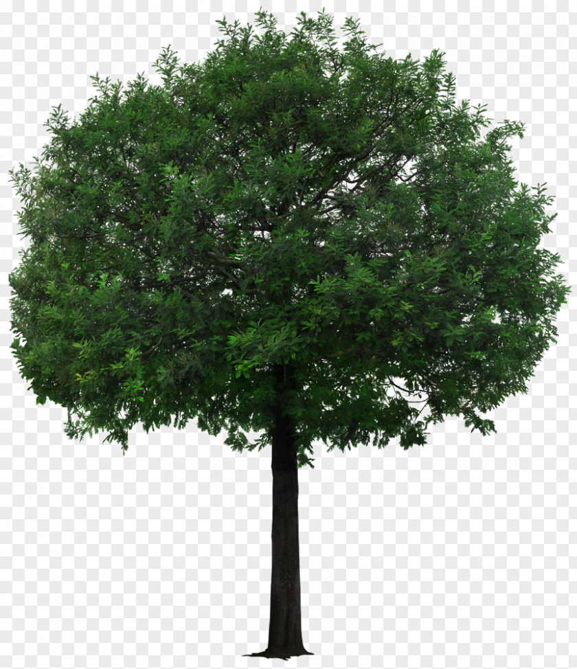 A Little Tan Tree Picture Material PNG