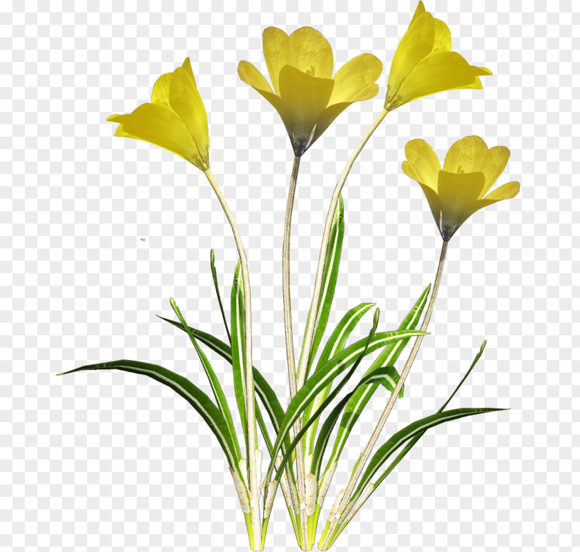 Flower Cut Flowers Tulip PNG