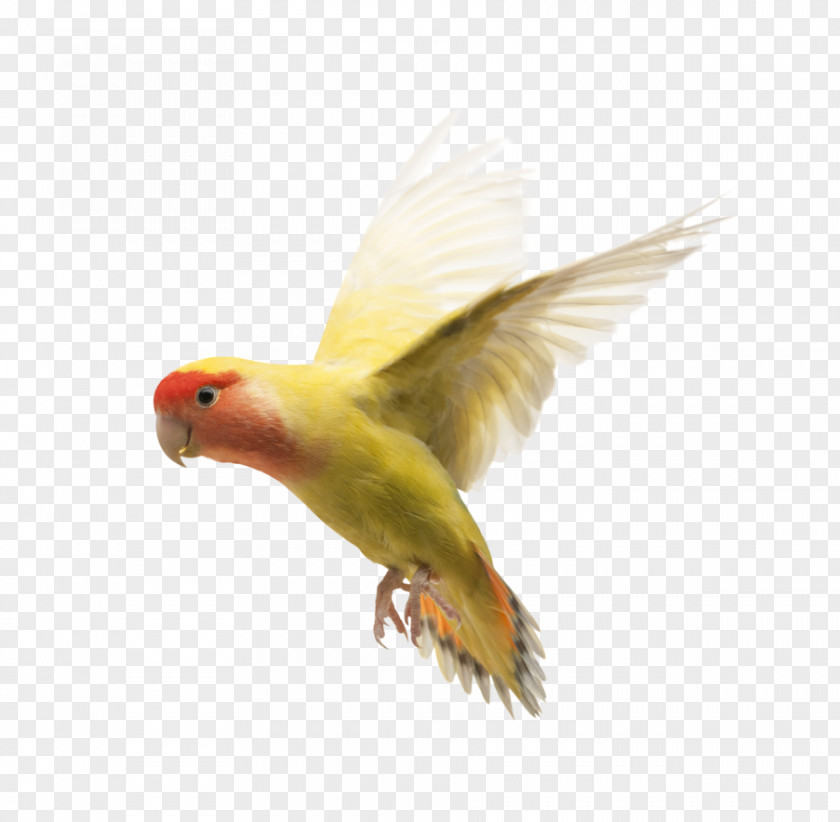 Love Birds Parrot Rosy-faced Lovebird Dog Yellow-collared PNG