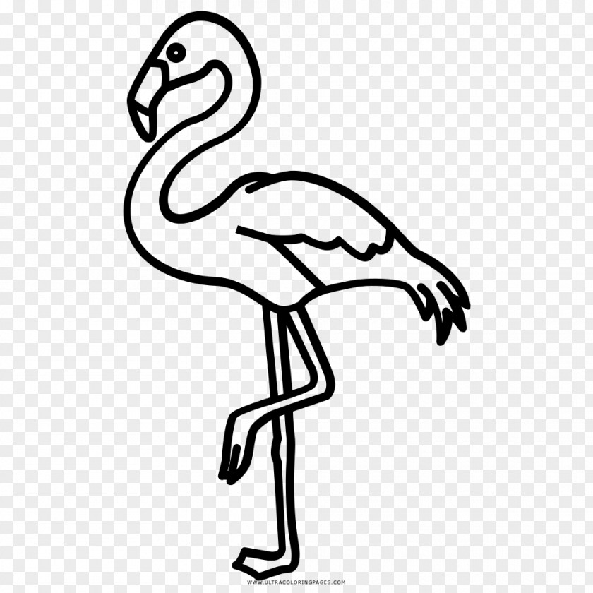 Silhouette Flamingos Beak Black And White Drawing Coloring Book PNG