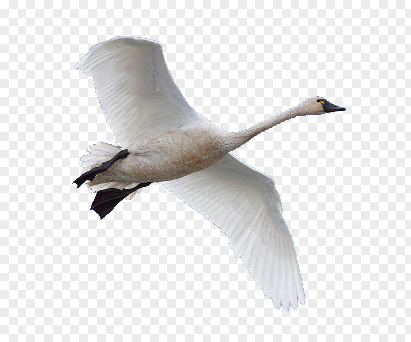 Swan Goose Bird Domestic PNG