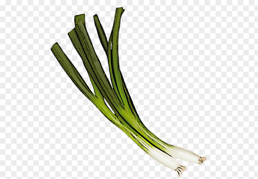 Vegetable Welsh Onion Plant Leek Calçot PNG