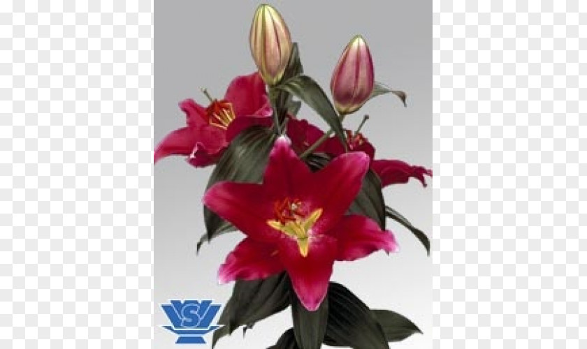 Blooming Lilies Lilium Flower Bulb Plant Oriental Hybrids PNG