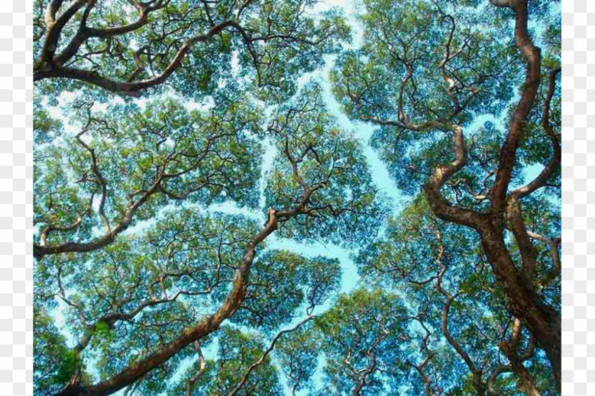 Crown Shyness Tree Phenomenon PNG