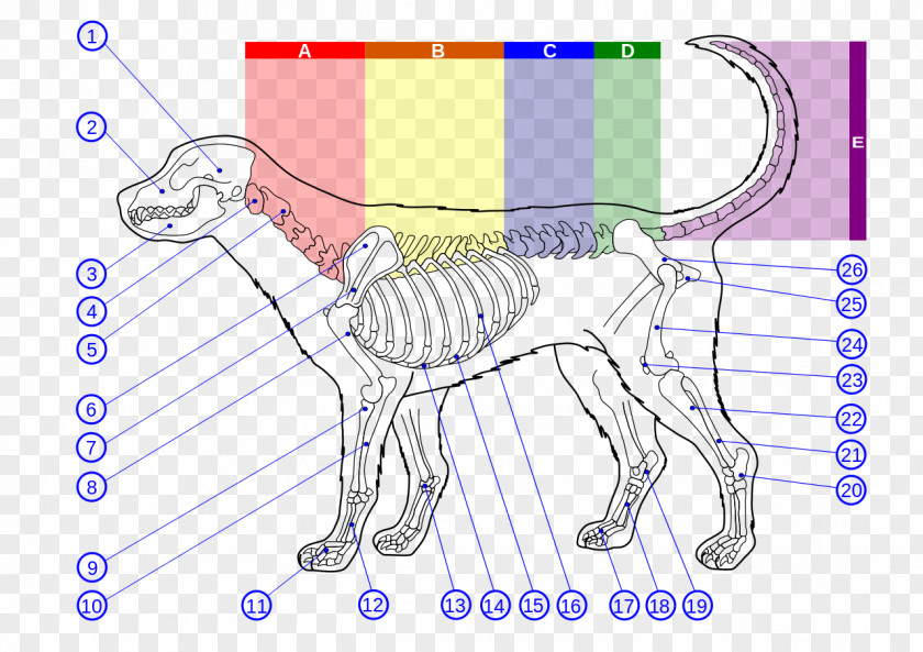 Dog Anatomy Vertebral Column Thoracic Vertebrae PNG